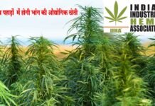 उत्तराखण्ड में भांग की खेती का पहला औद्योगिक लाइसेंस आईआईएचए को भांग