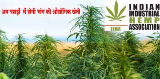 उत्तराखण्ड में भांग की खेती का पहला औद्योगिक लाइसेंस आईआईएचए को भांग