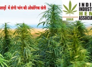 उत्तराखण्ड में भांग की खेती का पहला औद्योगिक लाइसेंस आईआईएचए को भांग
