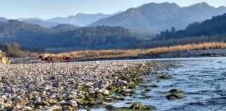 अल्मोड़ा मे कोशी नदी को बचाने के लिए वॉक फार कोशी अभियान कोशी
