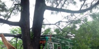 बस पेड़ से टकराई, ड्राइवर की सूझबूझ से टला बड़ा हादसा bus-accident