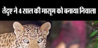 बागेश्वर में तेंदुए का आतंक: 4 साल की मासूम को बनाया निवाला, ग्रामीणों में आक्रोश guldar-attack