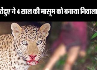 बागेश्वर में तेंदुए का आतंक: 4 साल की मासूम को बनाया निवाला, ग्रामीणों में आक्रोश guldar-attack