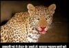 साहसी मां ने तेंदुए के जबड़े से बचाया मासूम बच्चे को leopard-attack-uttarakhand