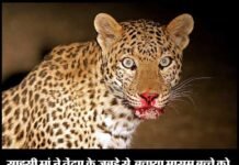 साहसी मां ने तेंदुए के जबड़े से बचाया मासूम बच्चे को leopard-attack-uttarakhand