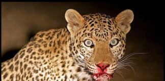 साहसी मां ने तेंदुए के जबड़े से बचाया मासूम बच्चे को leopard-attack-uttarakhand