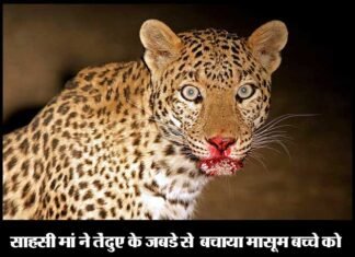 साहसी मां ने तेंदुए के जबड़े से बचाया मासूम बच्चे को leopard-attack-uttarakhand