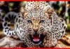पौड़ी गढ़वाल : जंगल में मिला महिला का अधखाया शव, ग्रामीणों में दहशत leopard-attack-woman