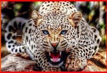 पौड़ी गढ़वाल: लकड़ी काटने जंगल गई महिला पर गुलदार ने किया जानलेवा हमला, हायर सेंटर रेफर leopard-attack-woman