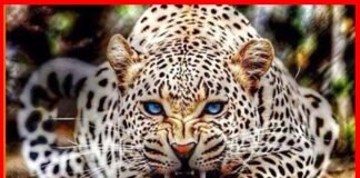 पौड़ी गढ़वाल: 8 साल के मासूम को तेंदुए ने बनाया शिकार leopard-attack-woman