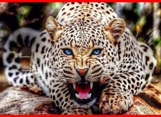 पौड़ी गढ़वाल: 8 साल के मासूम को तेंदुए ने बनाया शिकार leopard-attack-woman