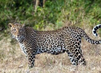 गुलदार के आतंक से भयभीत पोखड़ा क्षेत्र के लोगों ने की विस्थापन की मांग tendua-leopard-attacked-child