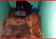 पांच घंटे तक बाथरूम में बंद रहे तेंदुआ और कुत्ता, जानिए फिर क्या हुआ Leopard-and-dog-locked