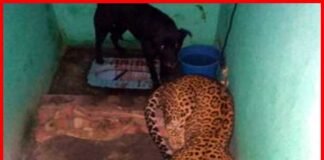 पांच घंटे तक बाथरूम में बंद रहे तेंदुआ और कुत्ता, जानिए फिर क्या हुआ Leopard-and-dog-locked