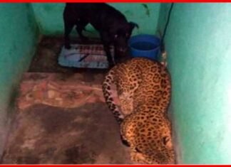 पांच घंटे तक बाथरूम में बंद रहे तेंदुआ और कुत्ता, जानिए फिर क्या हुआ Leopard-and-dog-locked