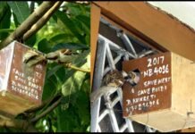 पक्षी प्रेम: गौरया को नया जीवन प्रदान करते शिक्षक दिनेश कुकरेती bird-lover