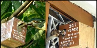 पक्षी प्रेम: गौरया को नया जीवन प्रदान करते शिक्षक दिनेश कुकरेती bird-lover