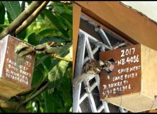 पक्षी प्रेम: गौरया को नया जीवन प्रदान करते शिक्षक दिनेश कुकरेती bird-lover