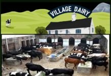 यमुना प्राधिकरण गोवंश संरक्षण के लिए ‘डेयरी विलेज’ के रूप मे विकसित करेगा 20 गांव dairy-village