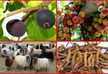 उत्तराखंड में विकसित होंगे तिमला, बेडू, लीसा, कीड़ा-जड़ी, ऑर्गेनिक वूल, पिरूल उत्पाद सहित कई ग्रोथ सेन्टर groth-center