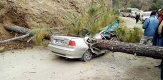 उत्तराखंड: चलती कार के ऊपर गिरा पेड़, दो लोगों की दर्दनाक मौत car-accident-champavat