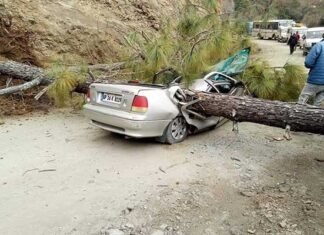 उत्तराखंड: चलती कार के ऊपर गिरा पेड़, दो लोगों की दर्दनाक मौत car-accident-champavat