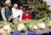 पौड़ी गढ़वाल के मोतीबाग़, सांगुड़ा में 23 किलो का मूला बना आकर्षण का केंद्र maha-moola-motibag-sanguda