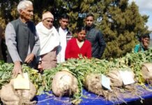 पौड़ी गढ़वाल के मोतीबाग़, सांगुड़ा में 23 किलो का मूला बना आकर्षण का केंद्र maha-moola-motibag-sanguda