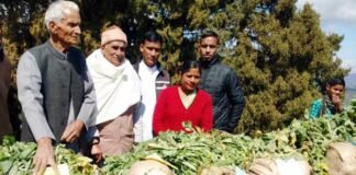 पौड़ी गढ़वाल के मोतीबाग़, सांगुड़ा में 23 किलो का मूला बना आकर्षण का केंद्र maha-moola-motibag-sanguda