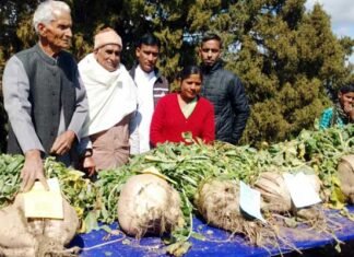 पौड़ी गढ़वाल के मोतीबाग़, सांगुड़ा में 23 किलो का मूला बना आकर्षण का केंद्र maha-moola-motibag-sanguda