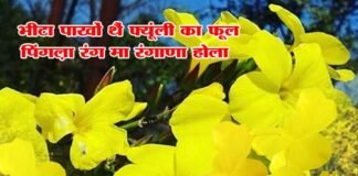 फ्योंली के फूल को संरक्षण के लिए उठी आवाज़, मुख्यमंत्री को लिखा पत्र फ्योंली के फूल