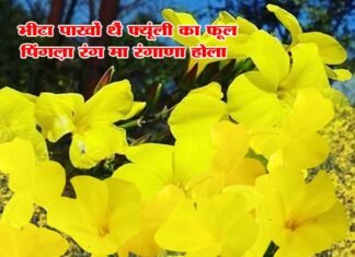 फ्योंली के फूल को संरक्षण के लिए उठी आवाज़, मुख्यमंत्री को लिखा पत्र फ्योंली के फूल