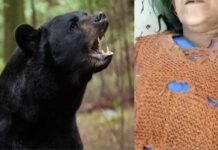 उत्तराखंड: घास लेने गई महिला को भालू ने हमला कर किया घायल bear-attack