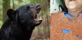 उत्तराखंड: घास लेने गई महिला को भालू ने हमला कर किया घायल bear-attack