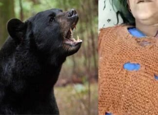 उत्तराखंड: घास लेने गई महिला को भालू ने हमला कर किया घायल bear-attack