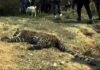 पिथौरागढ़ में तेंदुए का शव मिलने से सनसनी leopard-in-Pithoragarh