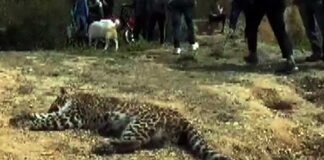 पिथौरागढ़ में तेंदुए का शव मिलने से सनसनी leopard-in-Pithoragarh