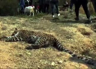 पिथौरागढ़ में तेंदुए का शव मिलने से सनसनी leopard-in-Pithoragarh