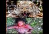 दुगडडा विकास खण्ड मे तेंदुए ने महिला को बनाया शिकार leopard