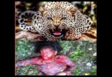 दुगडडा विकास खण्ड मे तेंदुए ने महिला को बनाया शिकार leopard