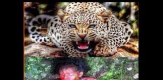 दुगडडा विकास खण्ड मे तेंदुए ने महिला को बनाया शिकार leopard