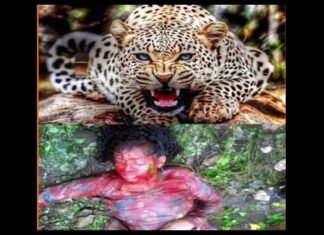 दुगडडा विकास खण्ड मे तेंदुए ने महिला को बनाया शिकार leopard