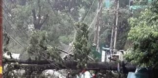 उत्तराखंड में 7 जिलों में भारी बारिश का अलर्ट, नैनीताल में भारी बारिश से कार पर गिरा पेड़ tree fell over car in nainital