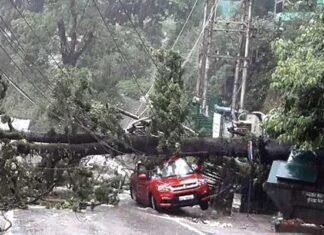 उत्तराखंड में 7 जिलों में भारी बारिश का अलर्ट, नैनीताल में भारी बारिश से कार पर गिरा पेड़ tree fell over car in nainital