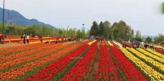 उत्तराखंड में यहाँ खुलेगा देश का सबसे बड़ा ट्यूलिप गार्डन tulip-garden