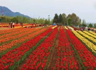 उत्तराखंड में यहाँ खुलेगा देश का सबसे बड़ा ट्यूलिप गार्डन tulip-garden