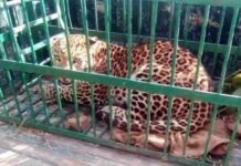 पौड़ी के चपलोड़ी में अधेड़ व्यक्ति को मारने वाला तेंदुआ हुआ पिंजरे में कैद Leopard-captive-in-cage