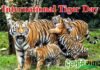 International Tiger Day: उत्तराखंड में बढ़ी बाघों की संख्या international-tiger-day