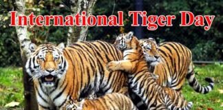 International Tiger Day: उत्तराखंड में बढ़ी बाघों की संख्या international-tiger-day