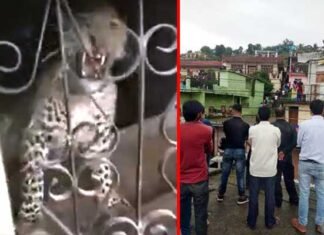 उत्तराखंड: दिनदहाड़े घर में घुसा तेंदुआ leopard-come-in-the-house